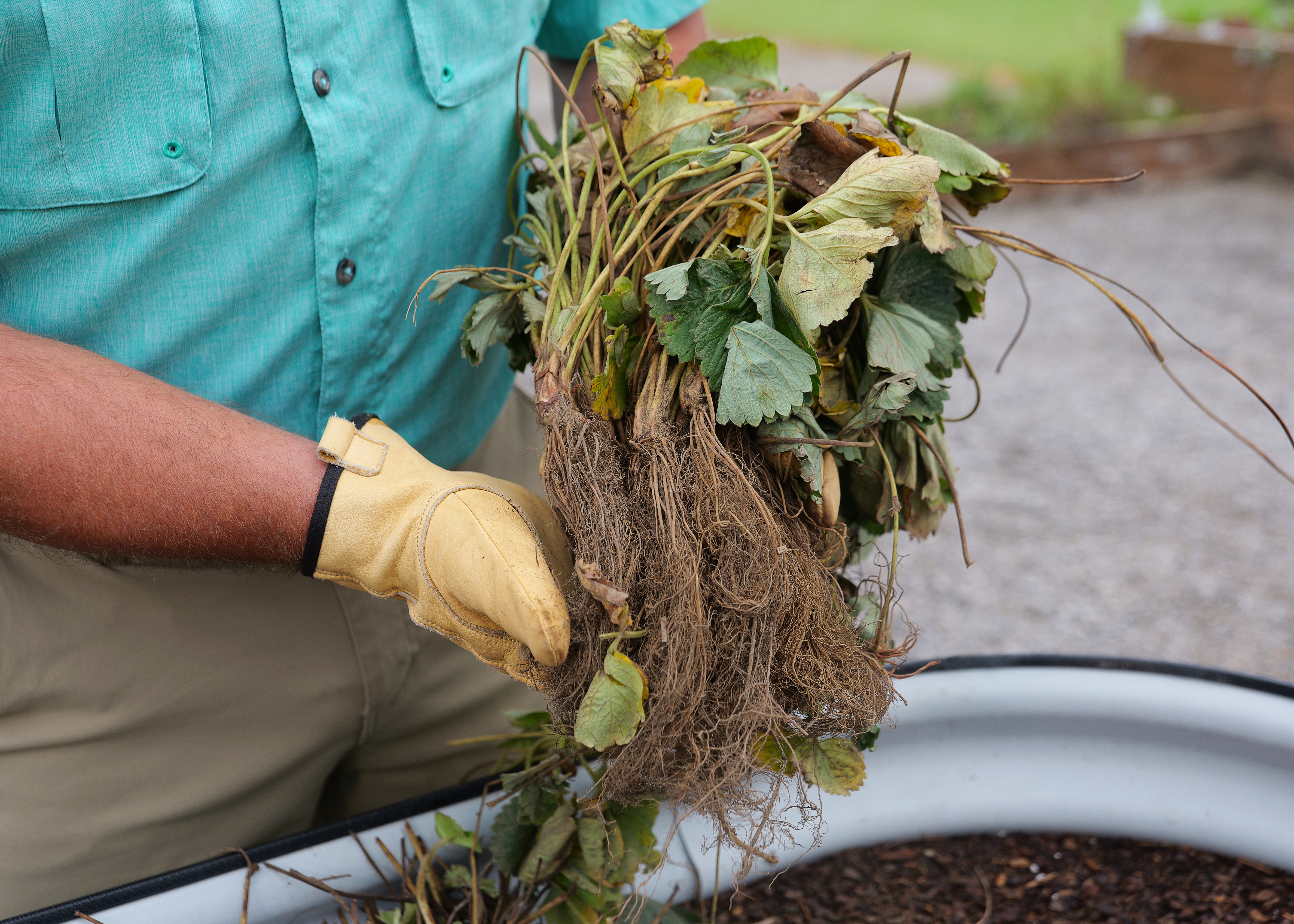 For sweet springtime treats, plant strawberries now